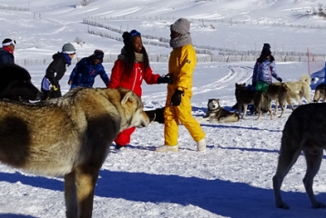 Milieu montagnard hivernal : un séjour qui a du chien !