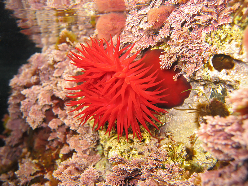 HP anemone